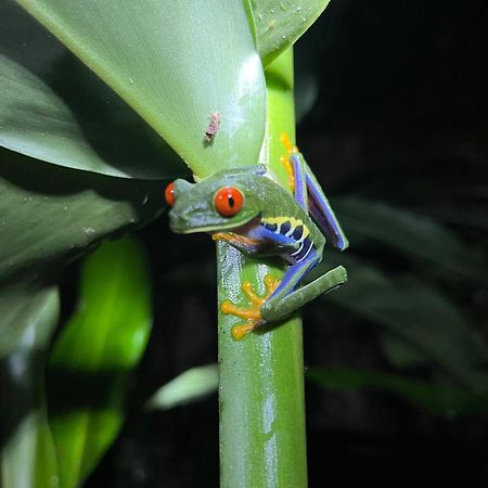 La Fortuna The Frog House 아파트 외부 사진