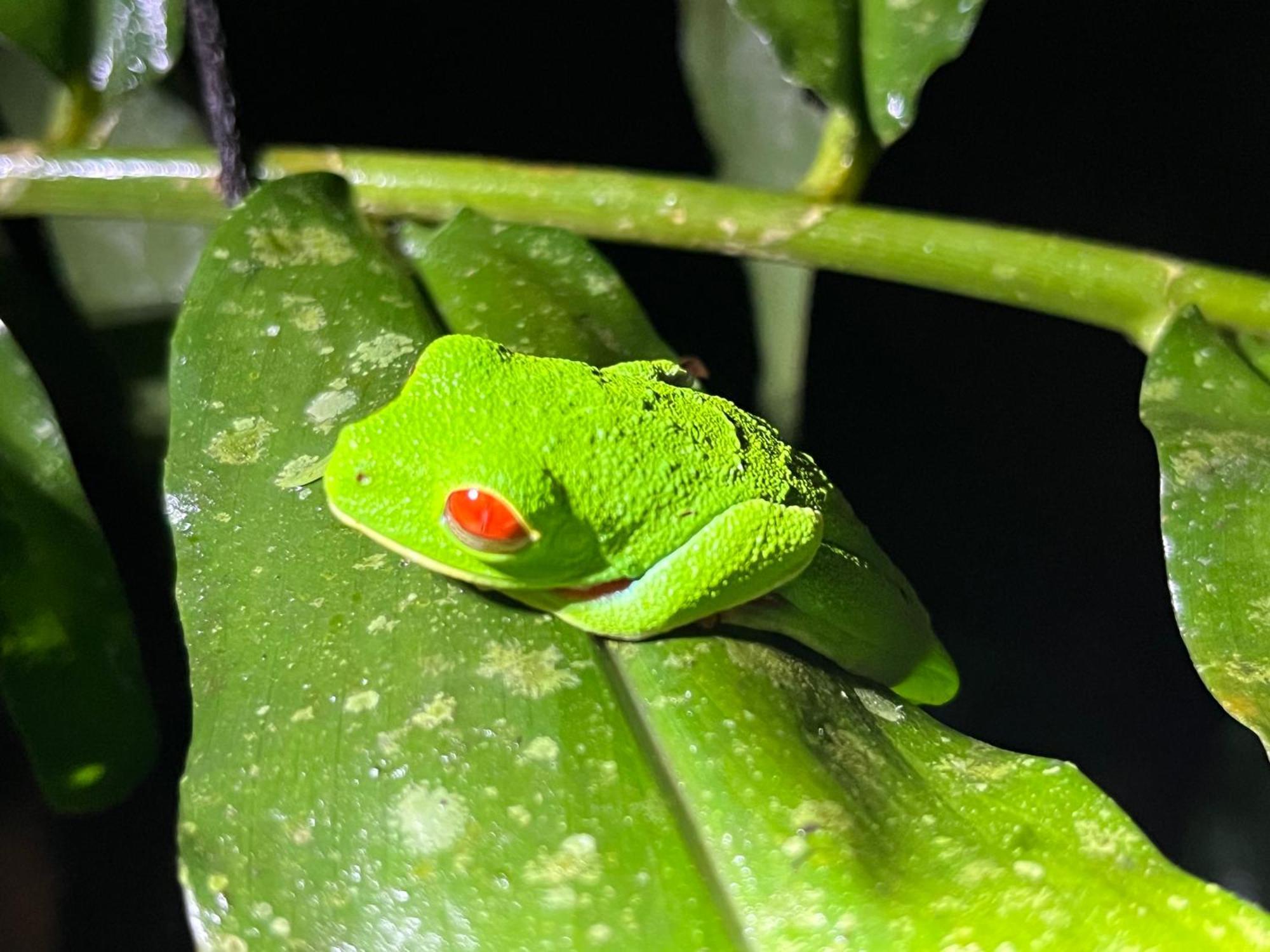 La Fortuna The Frog House 아파트 외부 사진
