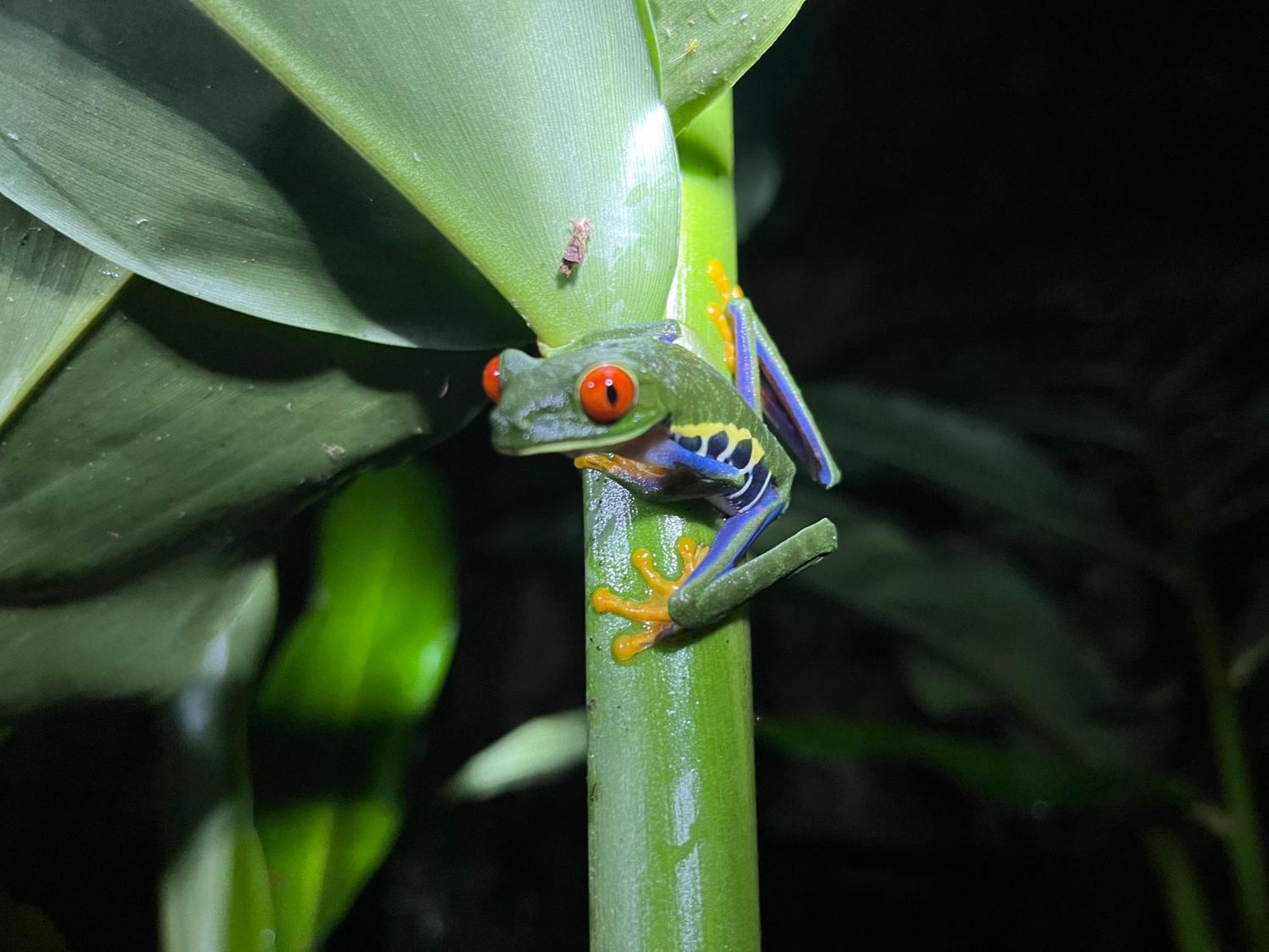 La Fortuna The Frog House 아파트 외부 사진