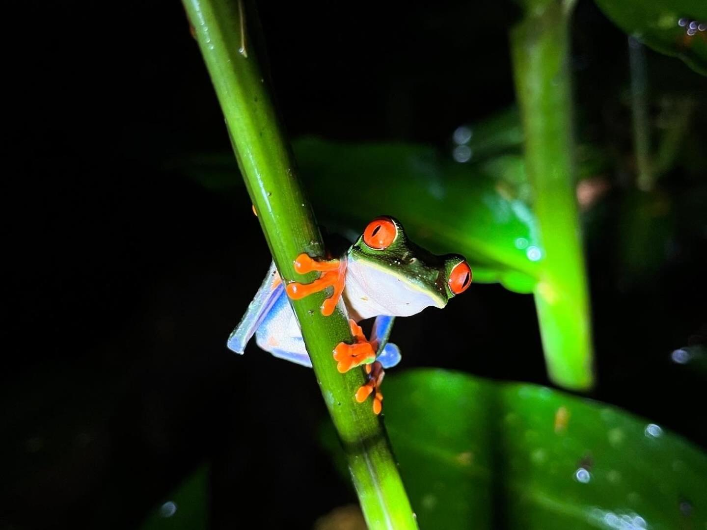 La Fortuna The Frog House 아파트 외부 사진